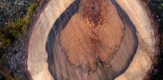 Khả năng kháng sâu của gỗ (Rot Resistance)