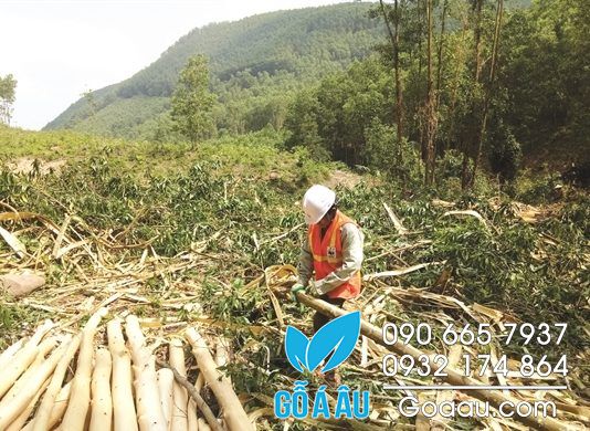Chứng chỉ xanh tỷ USD cho ngành gỗ Việt Nam