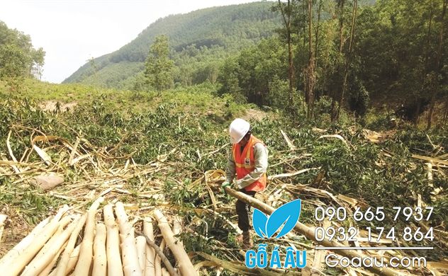 Chứng chỉ xanh tỷ USD cho ngành gỗ Việt Nam