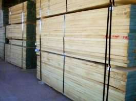 Gỗ tần bì có bị mối mọt không